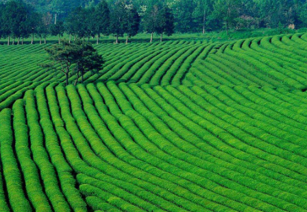 蓮都區(qū)茶產業(yè)實現(xiàn)產量效益雙豐收