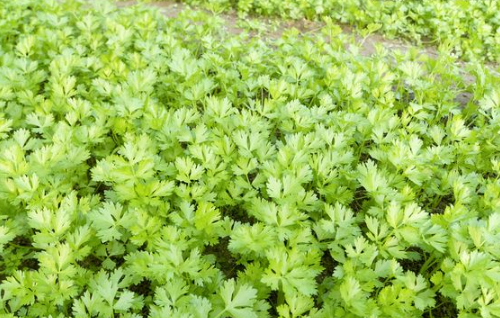 綠色食品芹菜的種植介紹