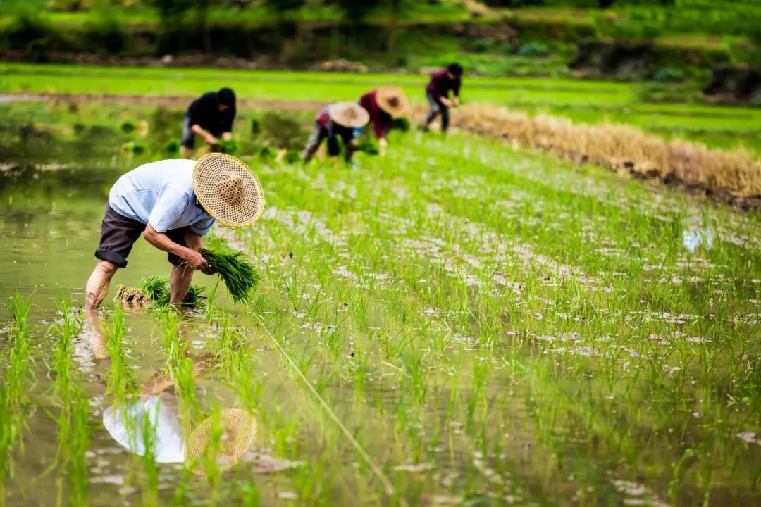 【農(nóng)業(yè)政策解讀】2021年農(nóng)業(yè)農(nóng)村部重點(diǎn)扶持這28個(gè)項(xiàng)目！