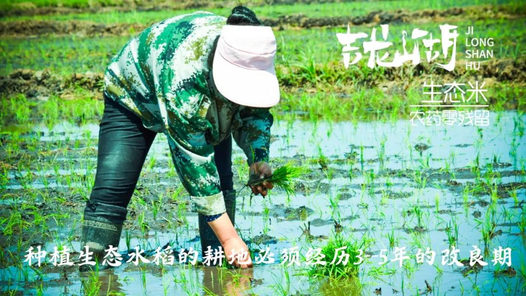 【展商風采】第七屆“深圳綠博會”黑龍江美麗”麻山”展示不一樣的綠色食品 ！