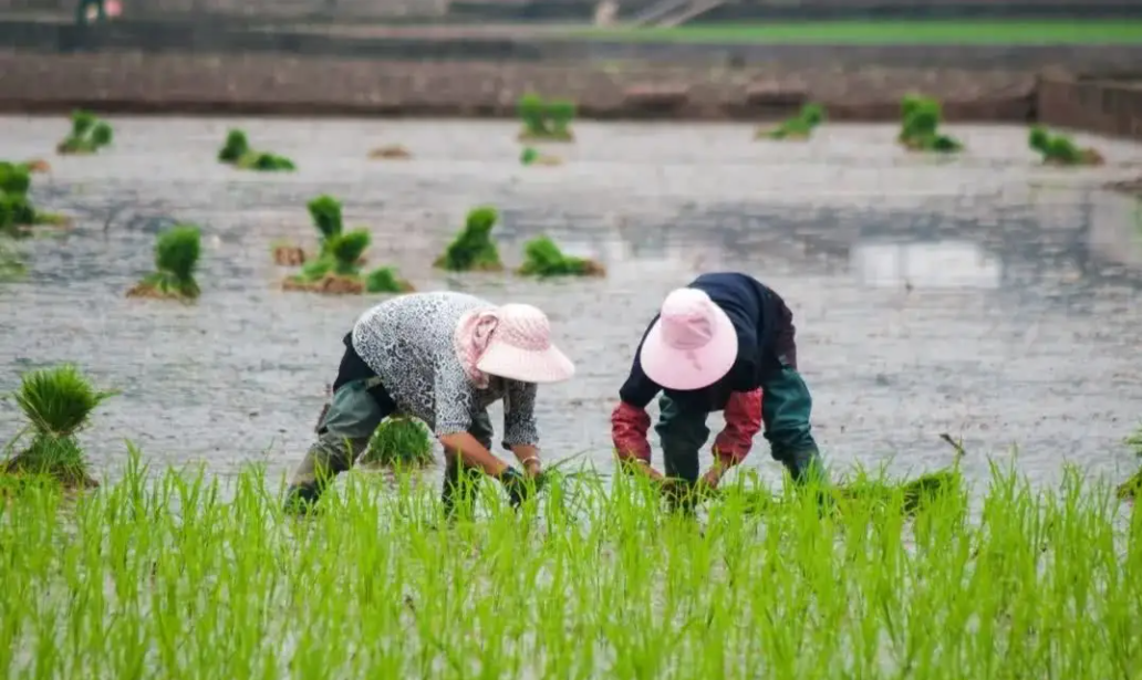 【農(nóng)業(yè)資訊】助力河源改革創(chuàng)新做好“三篇文章”，力促鄉(xiāng)村產(chǎn)業(yè)振興！