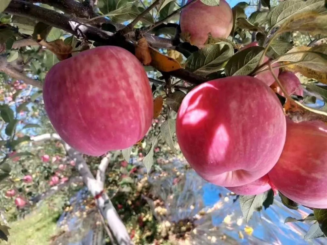 【展商風(fēng)采】陜西洛川紅富士蘋果，來(lái)自黃土高原的甜蜜饋贈(zèng)，無(wú)農(nóng)藥、不打蠟，帶皮放心吃！