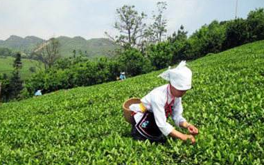 安順市大力推進(jìn)茶產(chǎn)業(yè)發(fā)展