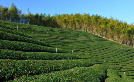 廣東豐順今年春茶產(chǎn)值逾7億 實施高山茶振興計劃