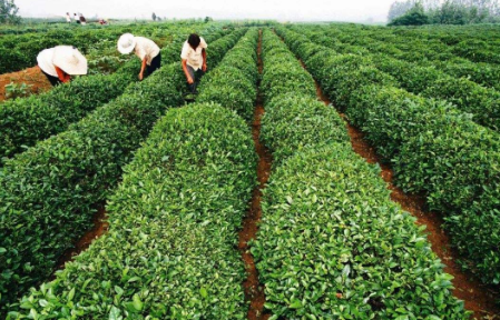 山東日照：國(guó)家級(jí)特色小鎮(zhèn)年產(chǎn)4600噸茶