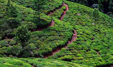 茶農(nóng)種出“黃金茶” 深山飄滿“科技香”