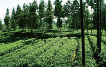 納雍縣三措施著力打造高山生態(tài)茶產(chǎn)業(yè)品牌