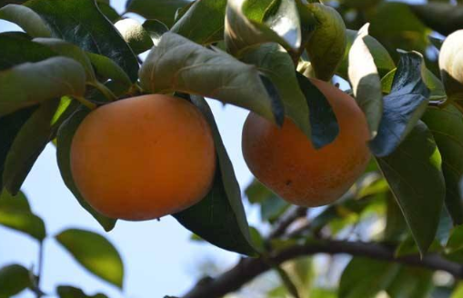 柿子樹種植栽培技術(shù)