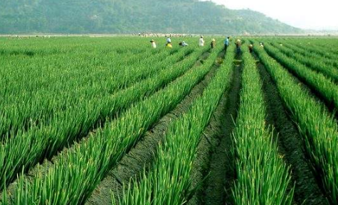 黑龍江加快修訂綠色食品基地標(biāo)準(zhǔn) 把住