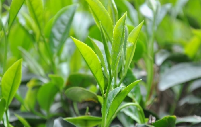 烏龍茶種植技術(shù)