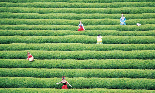 周寧：以茶興旅 以旅促茶