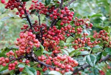 花椒栽植技術(shù)介紹