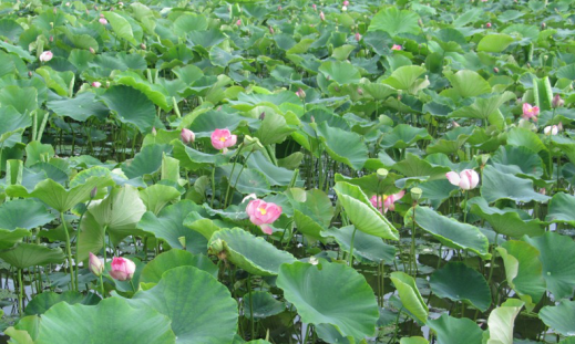 蓮藕的種植技術(shù)