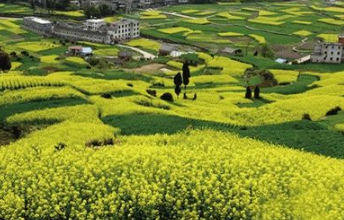 臺州天臺雷峰：開發(fā)夏秋茶產業(yè) 提高茶農增收