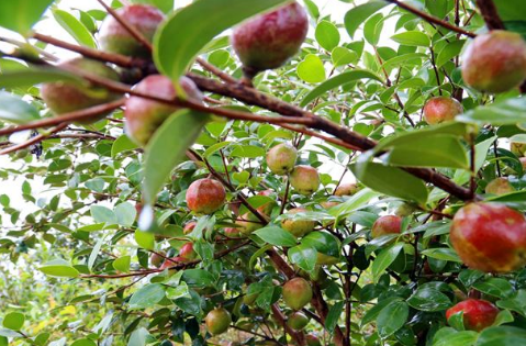 零陵：油茶染秋，遍地飄香