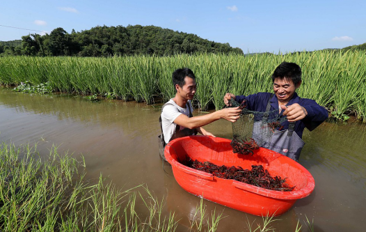 長(zhǎng)沙實(shí)現(xiàn)"一季水稻兩季蝦" 一畝多收、糧漁共贏