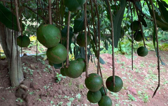 打造世界一流“綠色食品牌” 云南臨滄做大做強(qiáng)堅(jiān)果產(chǎn)業(yè)