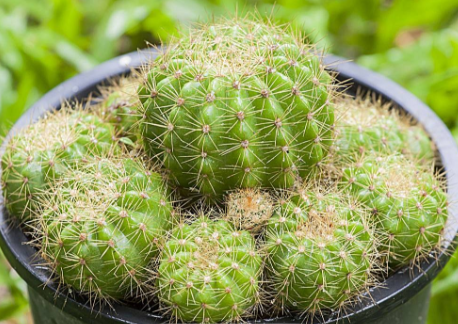 綠色植物仙人球有哪些好處